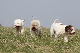LAGOTTO 077